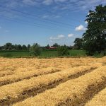 Landwirtschaft