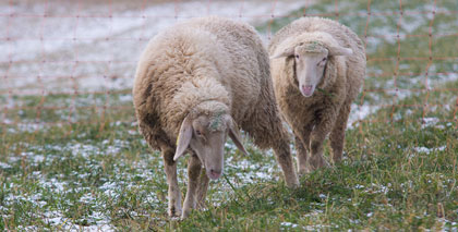 merino_landschaf